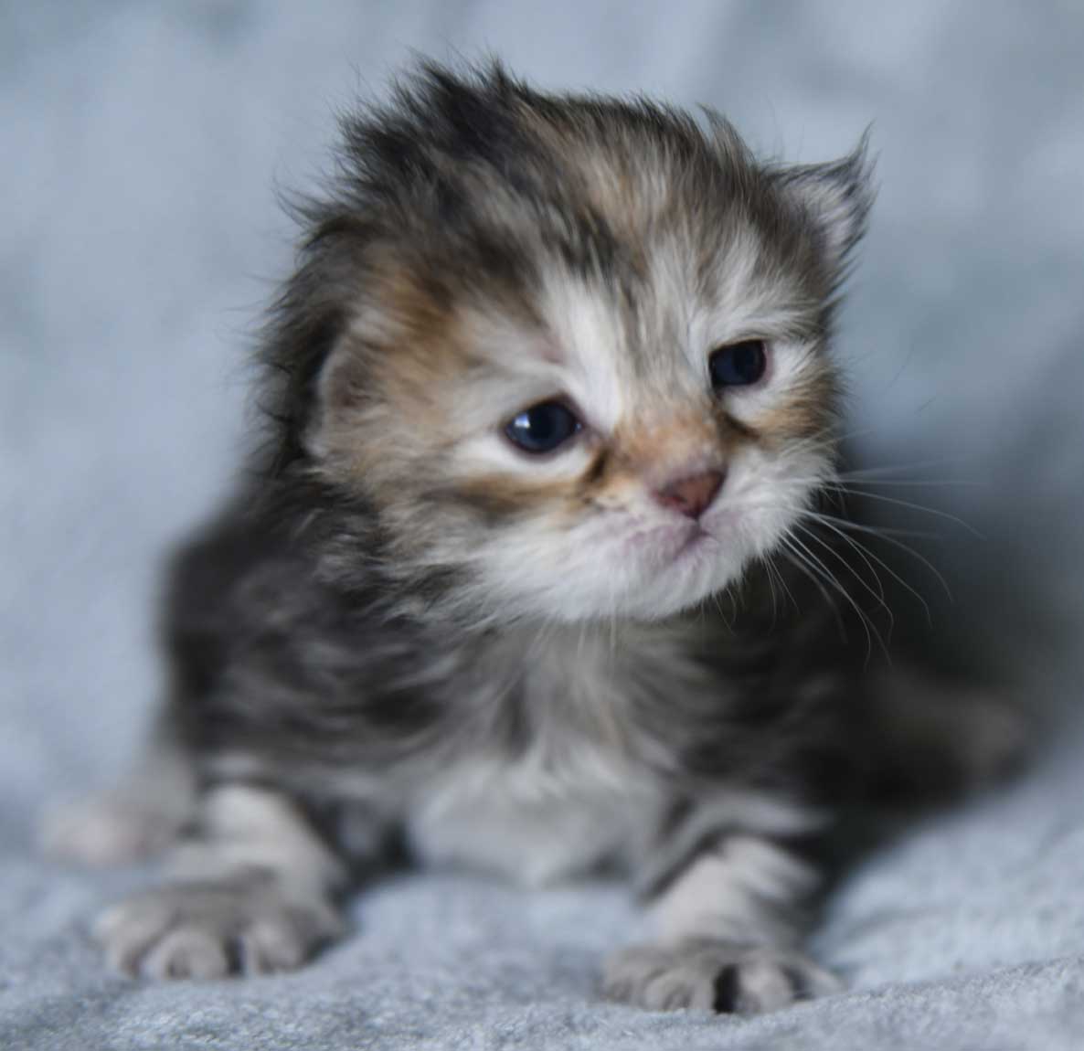 Sibirisk kattunge Yanai