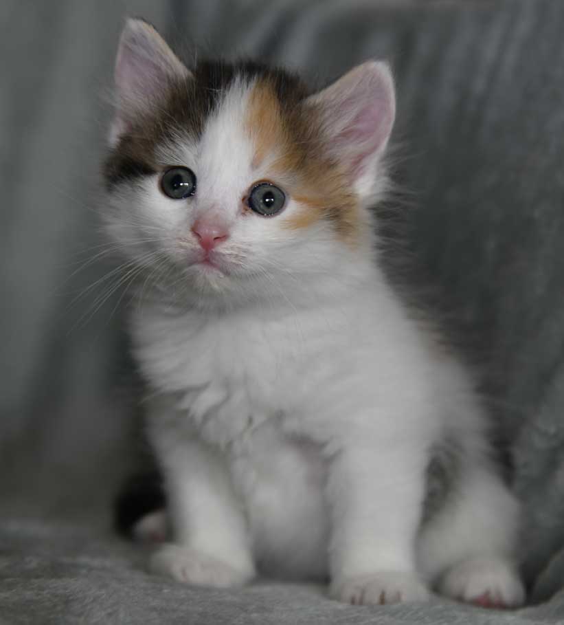 sibirisk kattunge Ximena