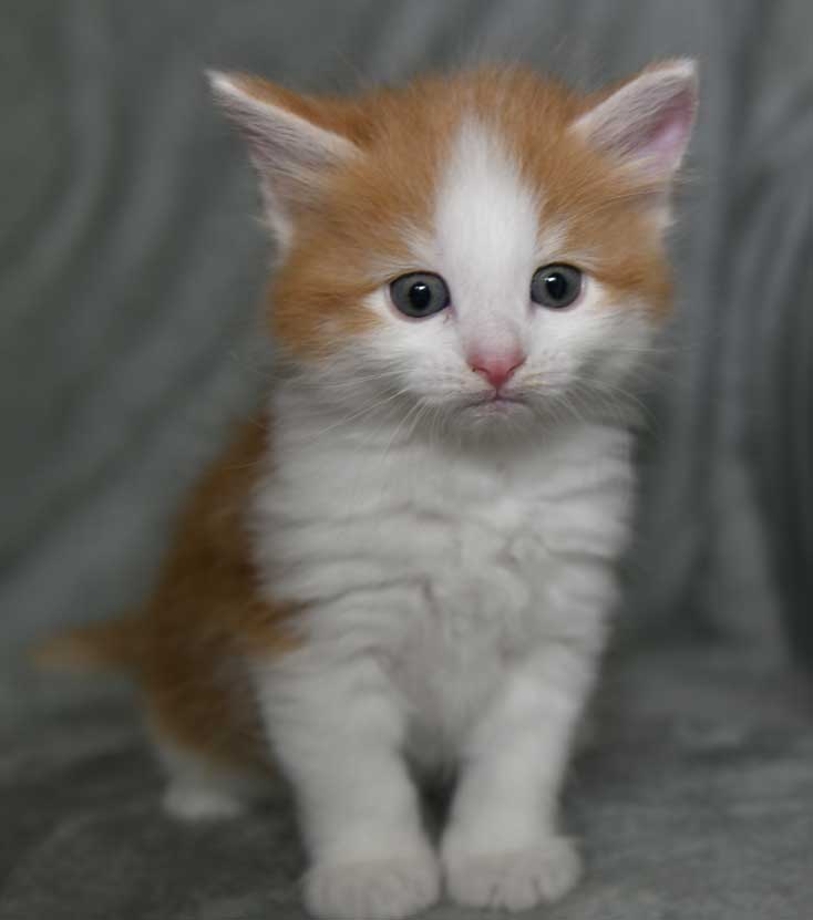 sibirisk kattunge X