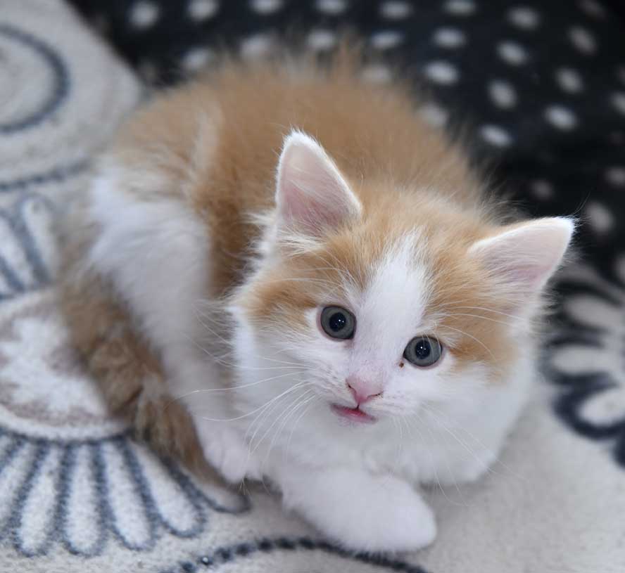 sibirisk kattunge X