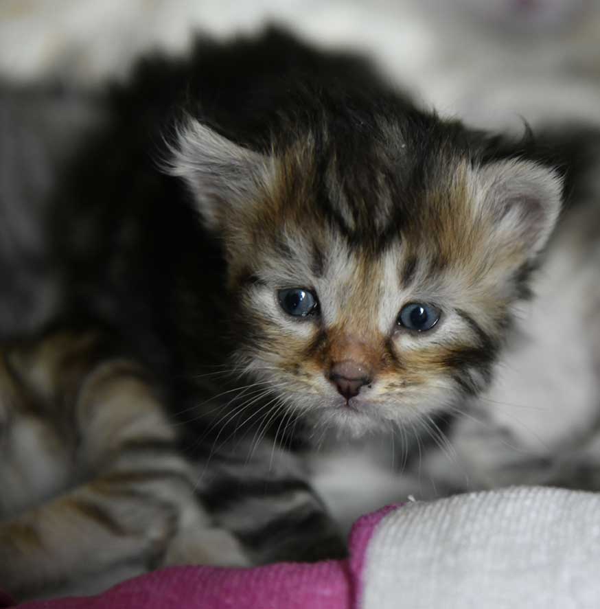 sibirisk kattunge Yangel