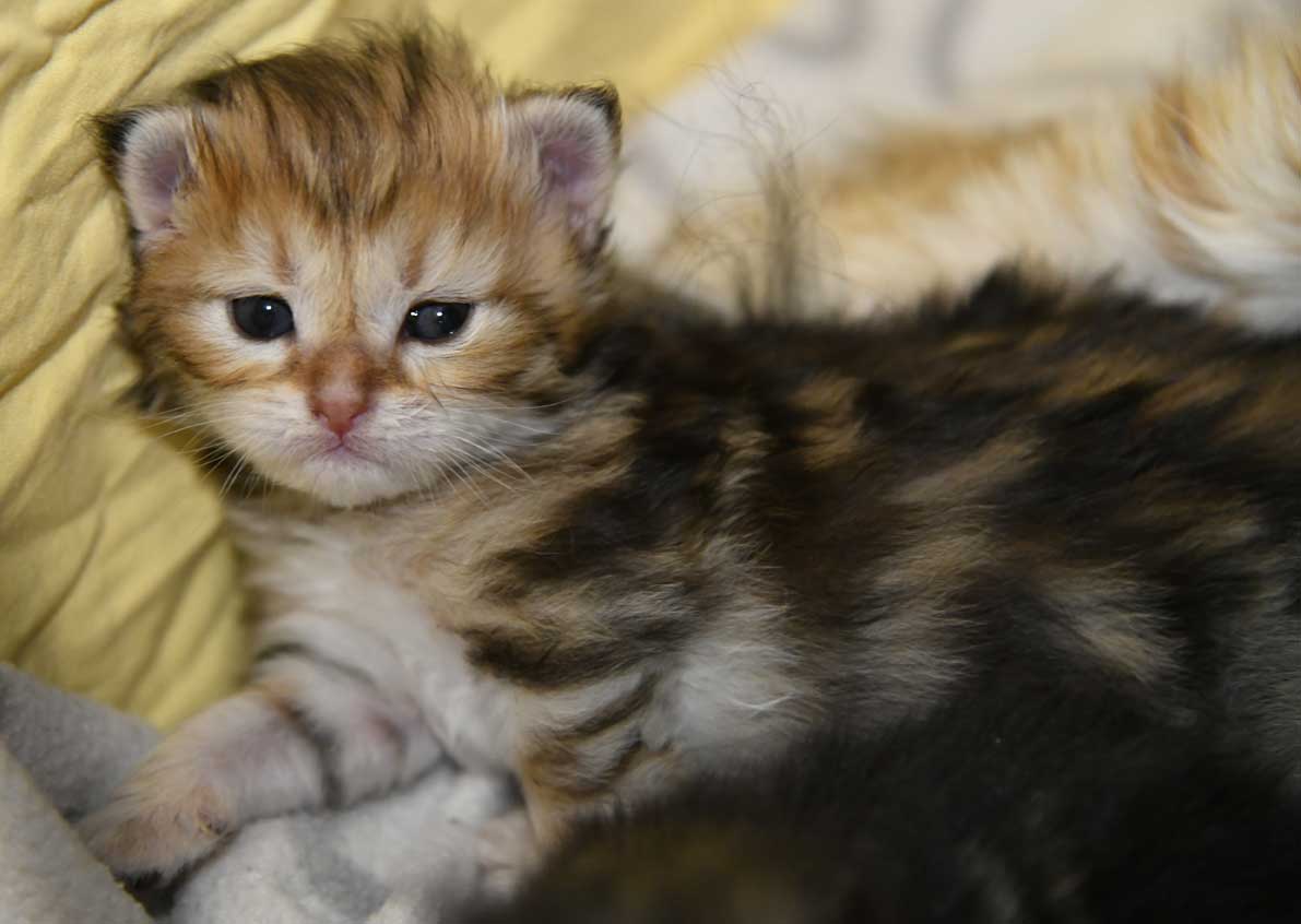 sibirisk kattunge Yoko