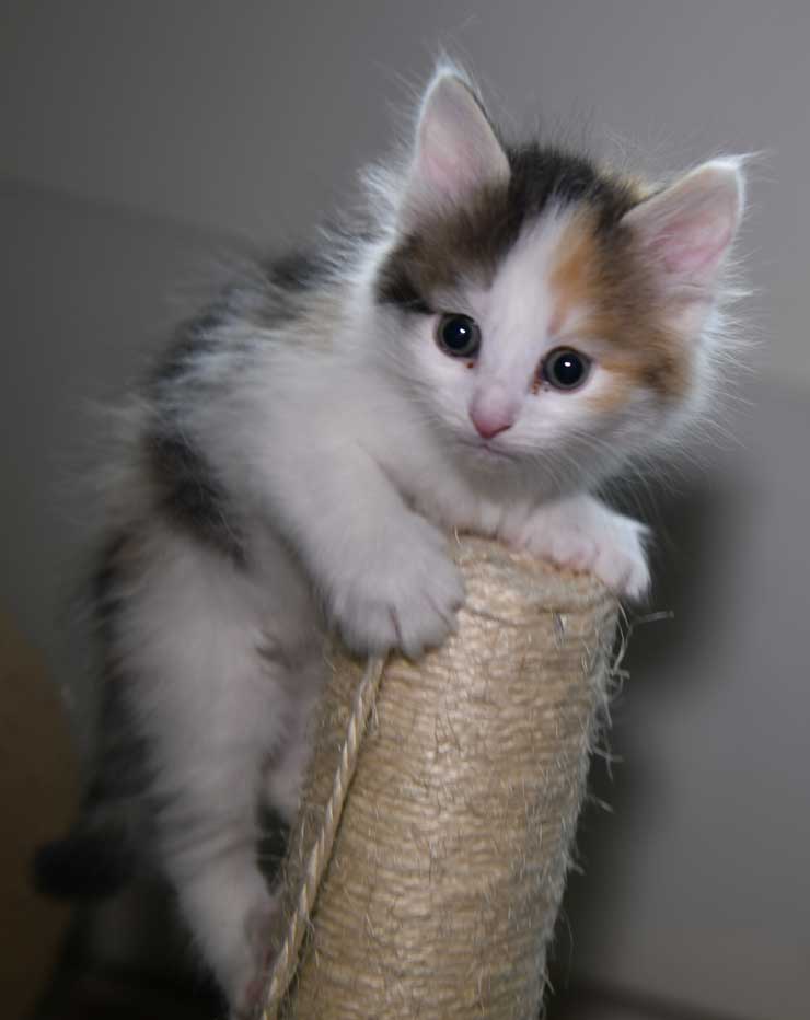 sibirisk kattunge Ximena