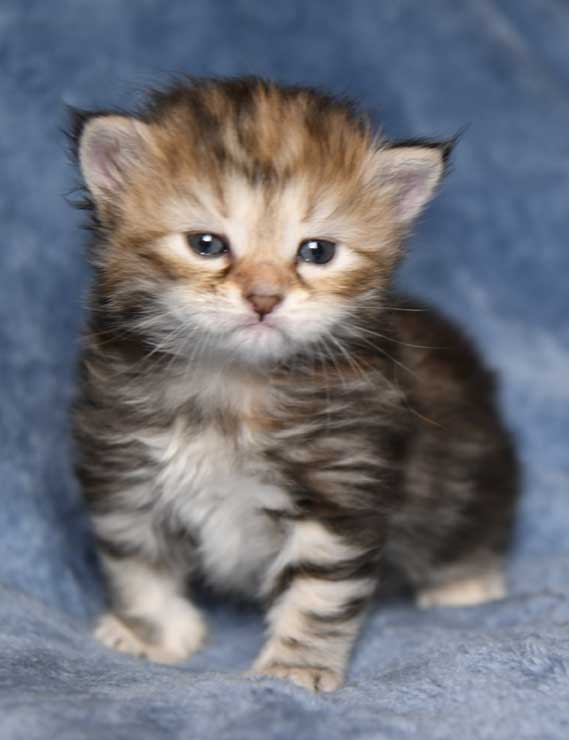 sibirisk kattunge Yanai