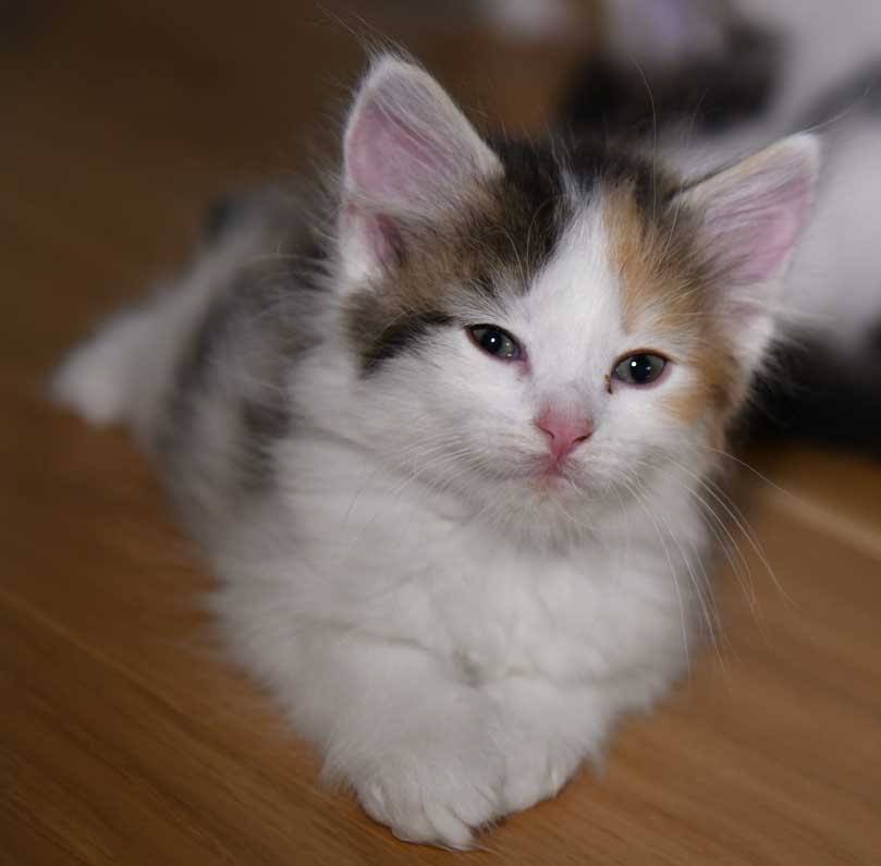 sibirisk kattunge Ximena