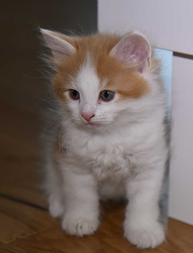 sibirisk kattunge X