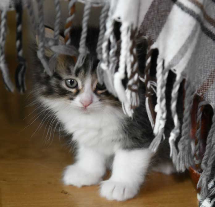 sibirisk kattunge Xosa