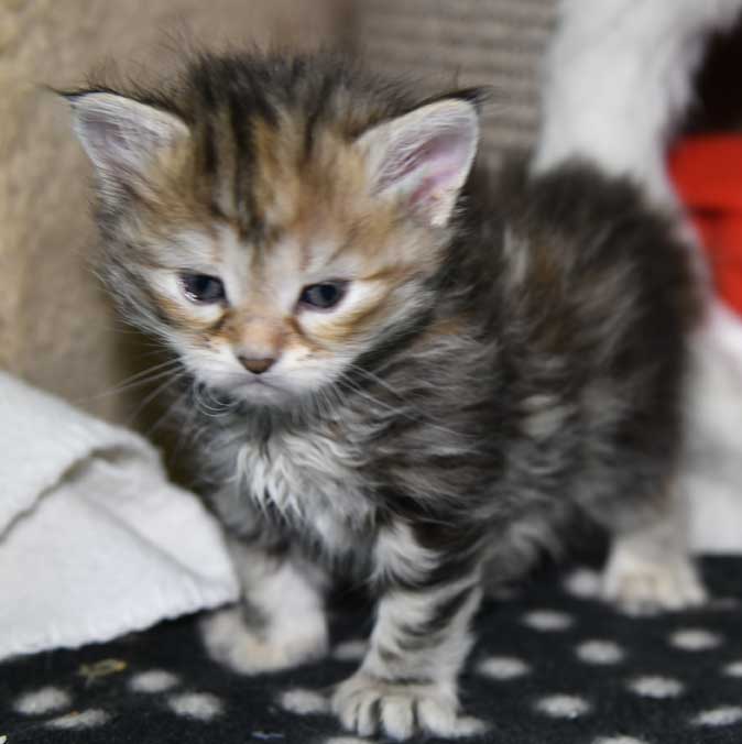 sibirisk kattunge Yanai