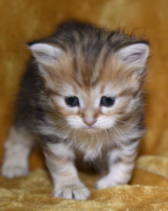 sibirisk kattunge Yoko