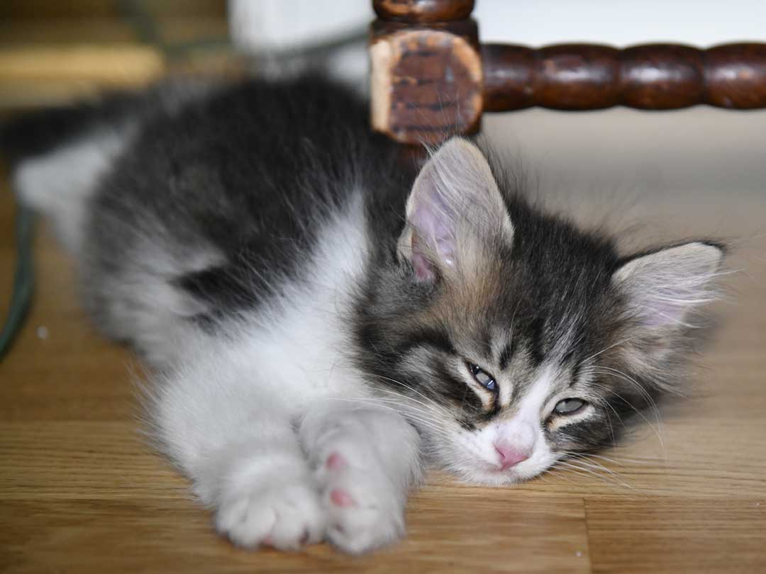 sibirisk kattunge Xosa