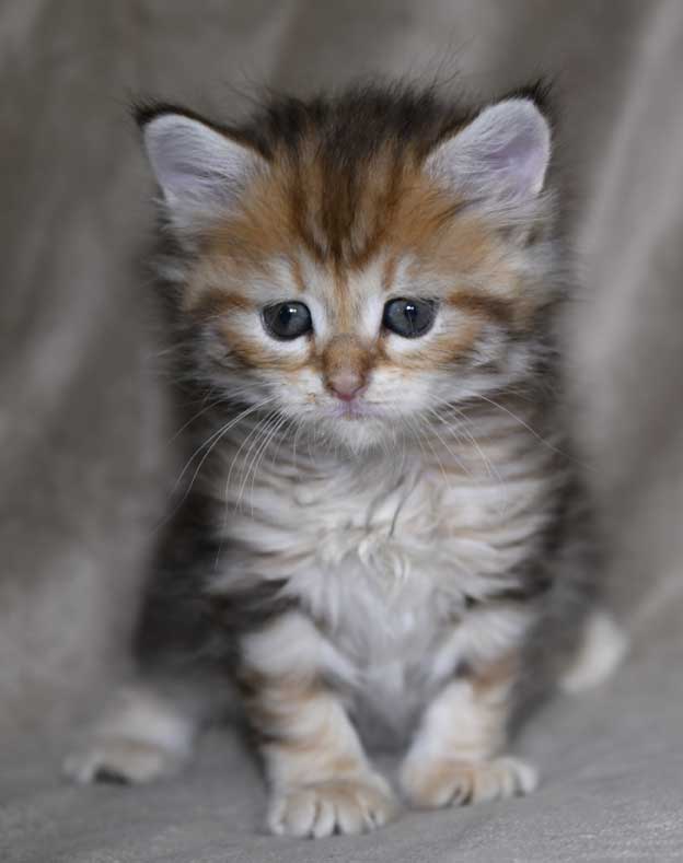 sibirisk kattunge Yoko