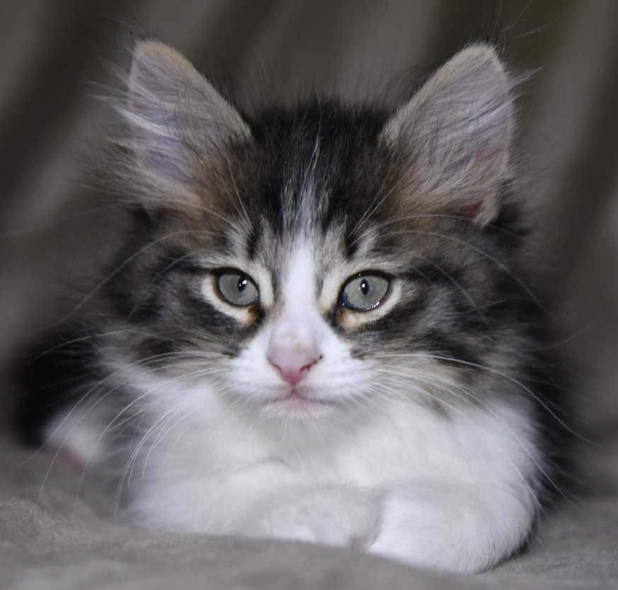 sibirisk kattunge Xosa