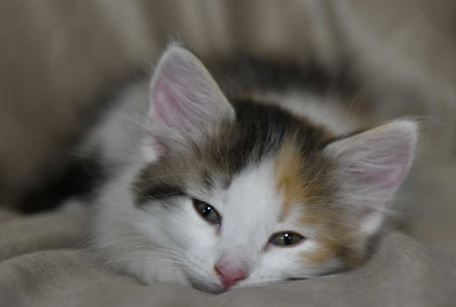 sibirisk kattunge Ximena