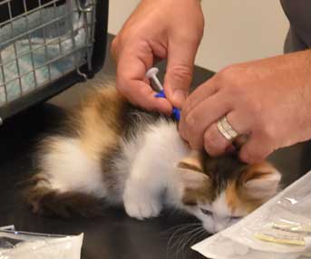 sibirisk kattunge Ximena