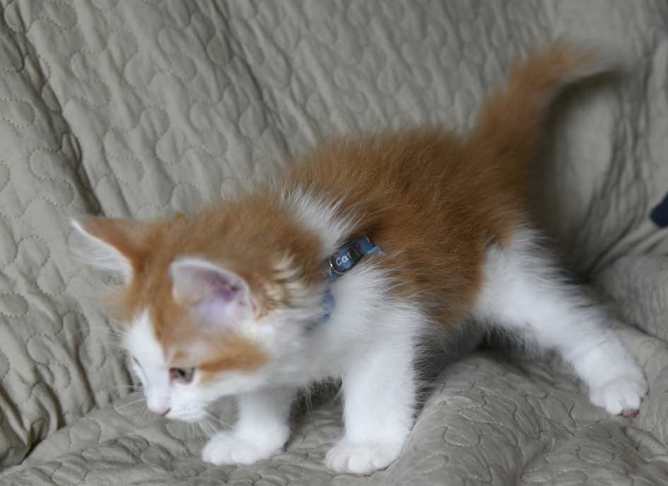 sibirisk kattunge Xerxes