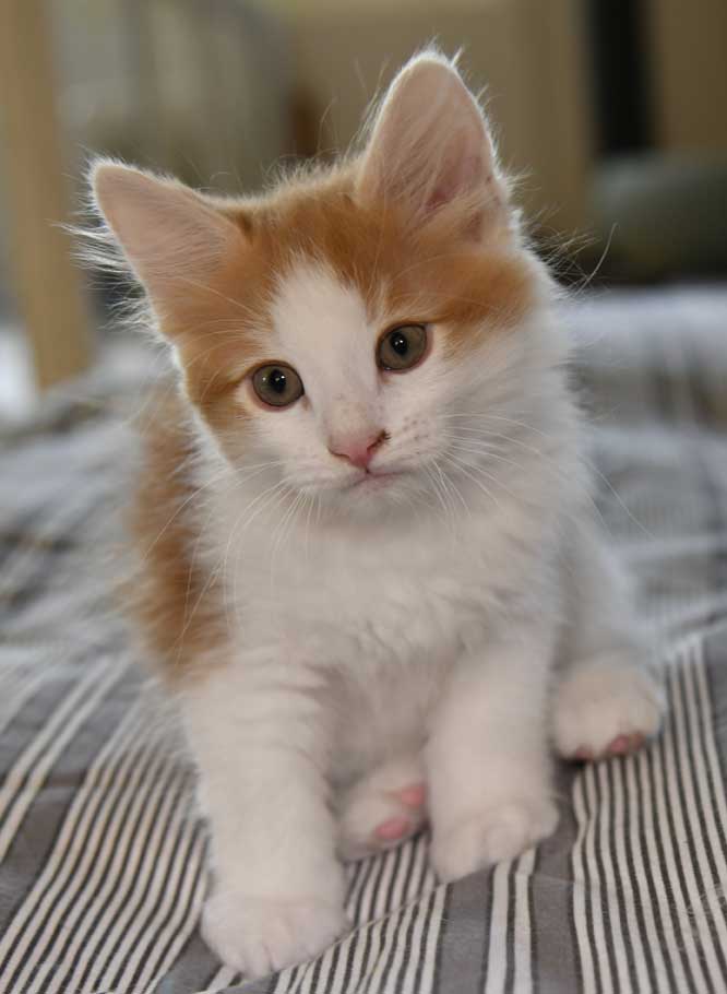 sibirisk kattunge X