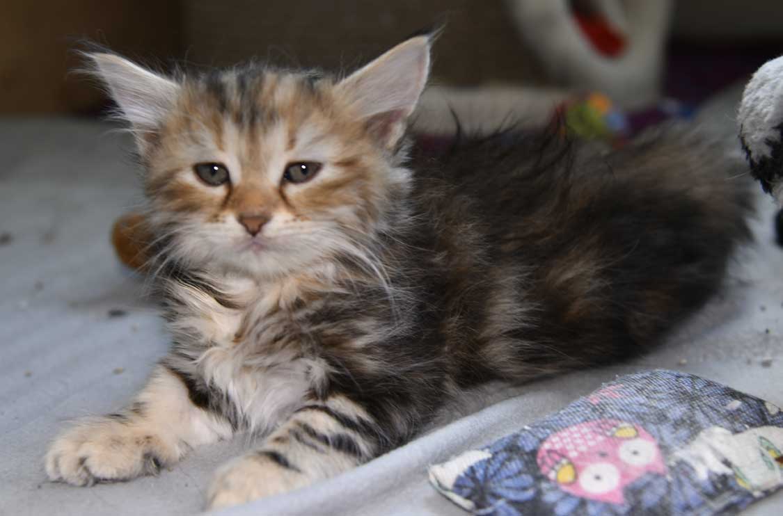sibirisk kattunge Yanai