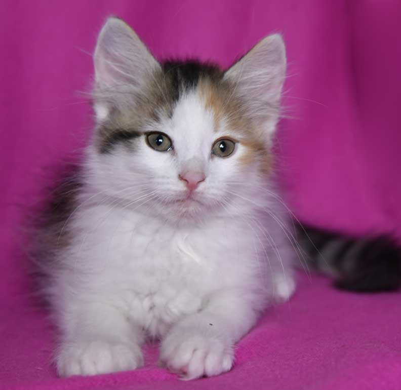 sibirisk kattunge Ximena