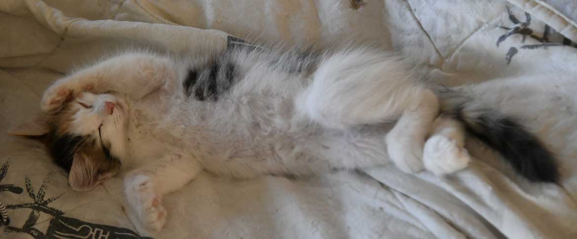 sibirisk kattunge Ximena