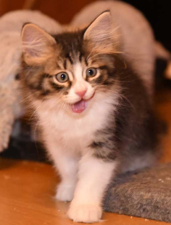 sibirisk kattunge Xosa