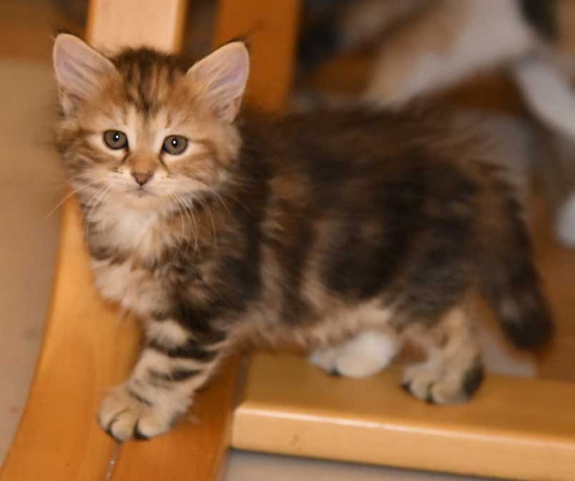 sibirisk kattunge Yanai