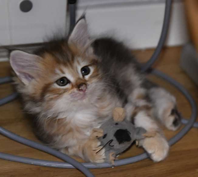 sibirisk kattunge Yoko