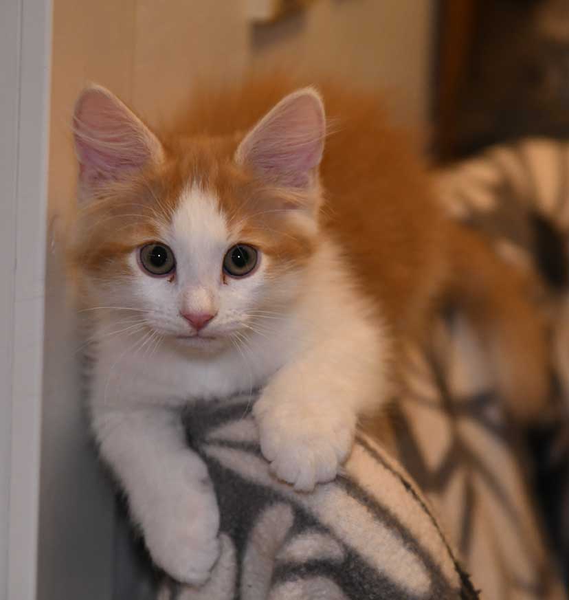sibirisk kattunge X