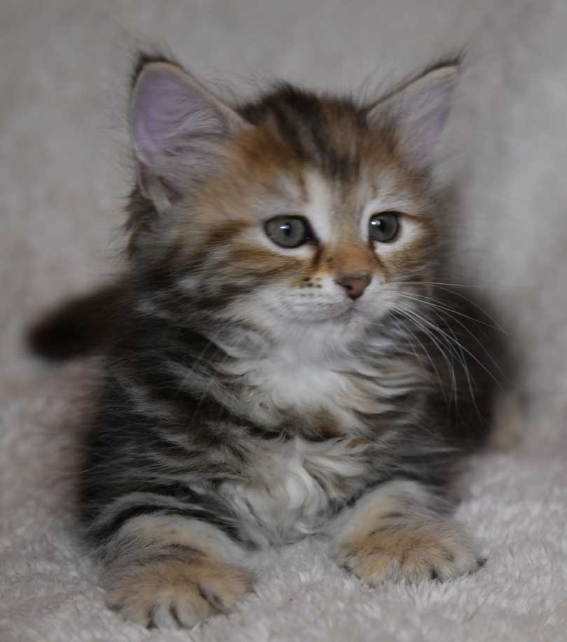 sibirisk kattunge Yanai
