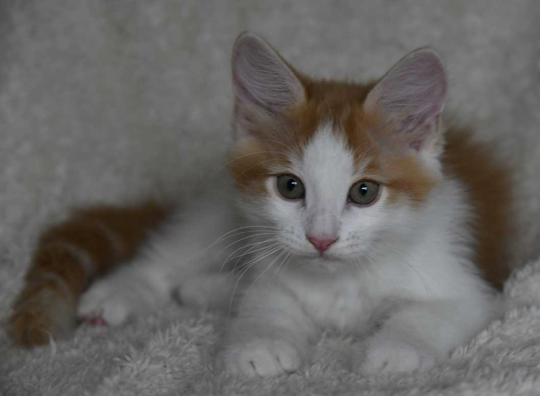 sibirisk kattunge X