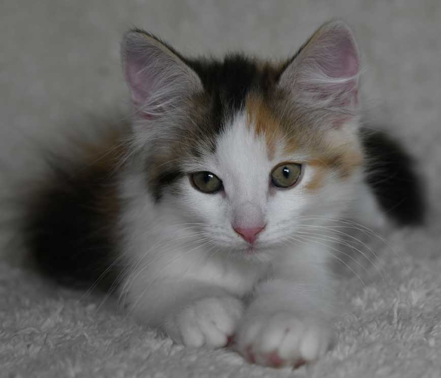 sibirisk kattunge Ximena