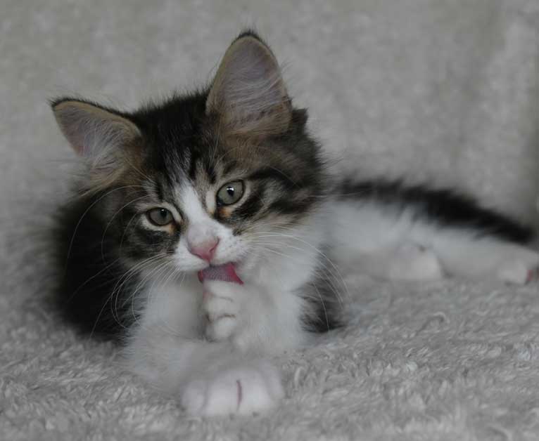 sibirisk kattunge Xosa