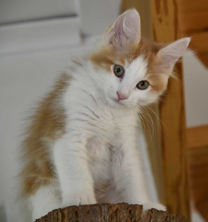 sibirisk kattunge X