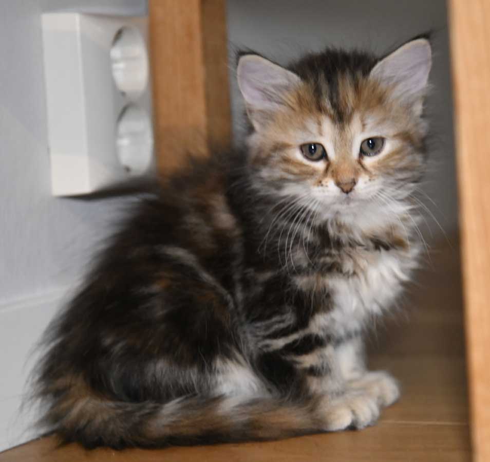 sibirisk kattunge Yanai
