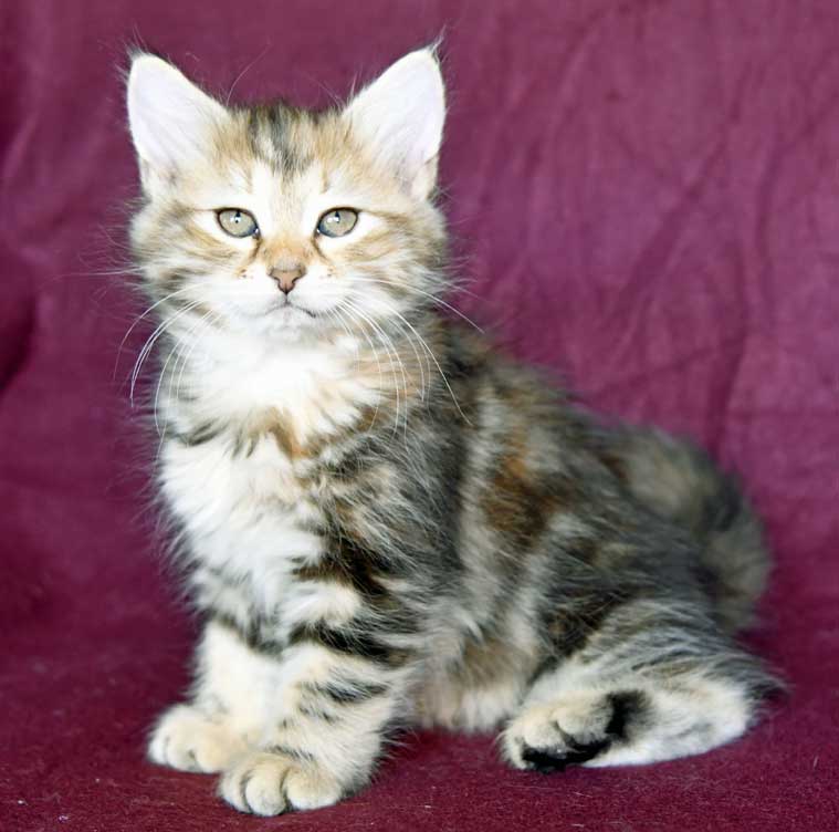 sibirisk kattunge Yanai