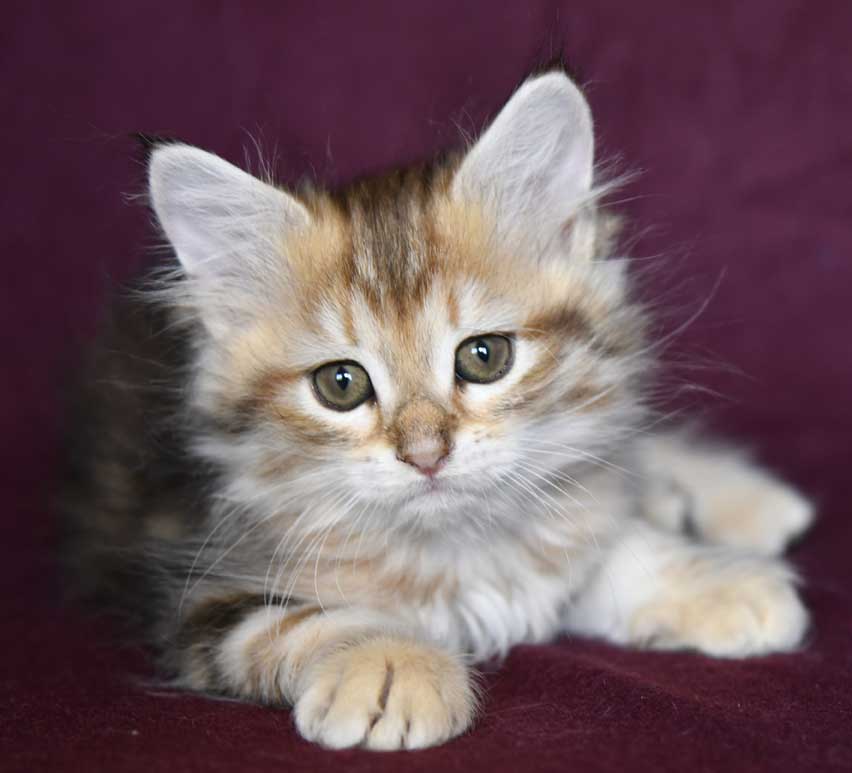 sibirisk kattunge Yoko