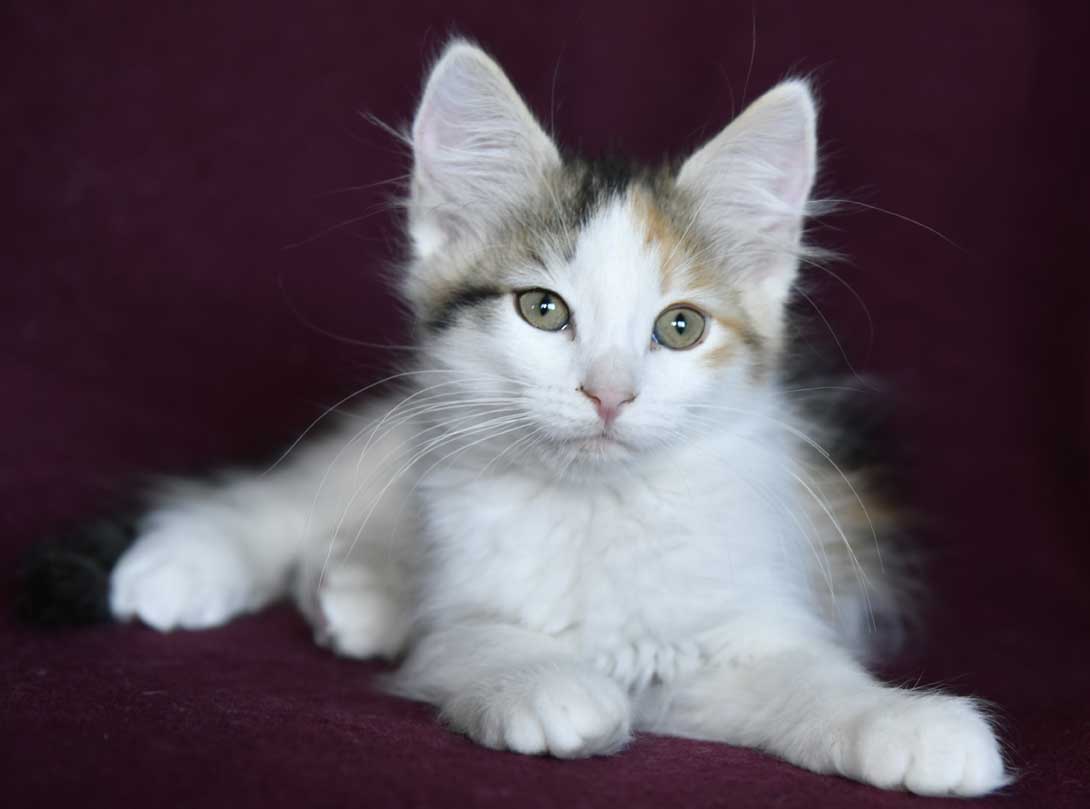 sibirisk kattunge Ximena