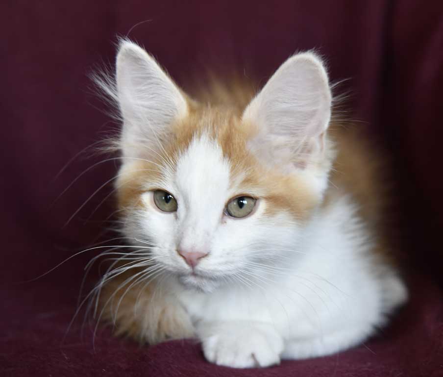 sibirisk kattunge X