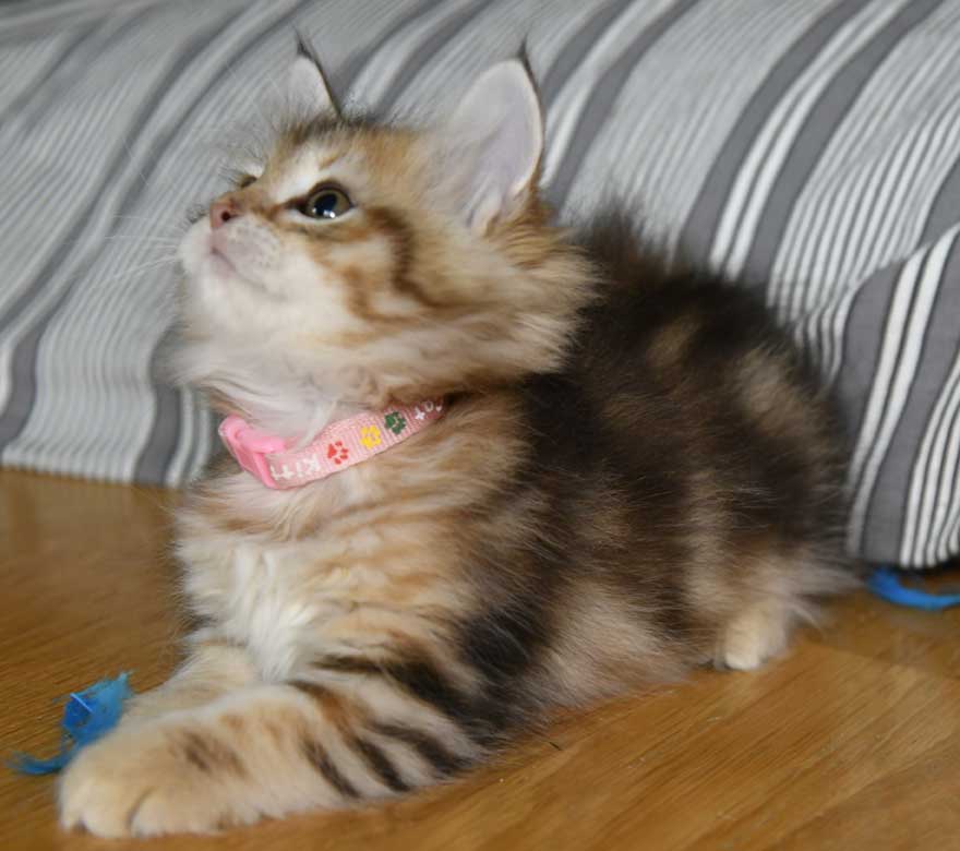 sibirisk kattunge Yoko
