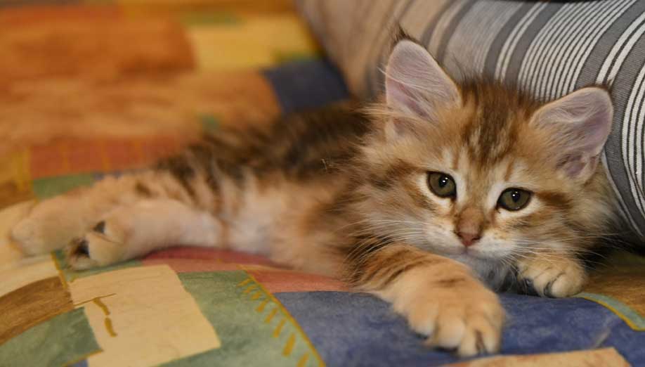 sibirisk kattunge Yoko