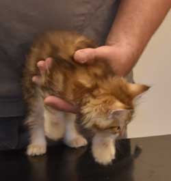 sibirisk kattunge Yoko