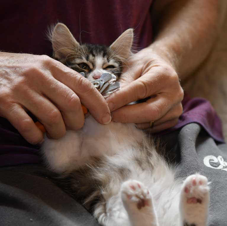 sibirisk kattunge Xosa