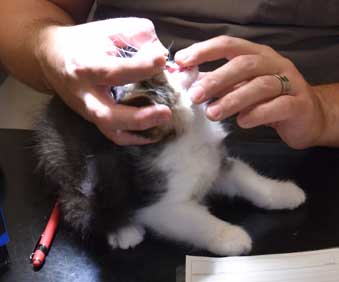 sibirisk kattunge Xosa