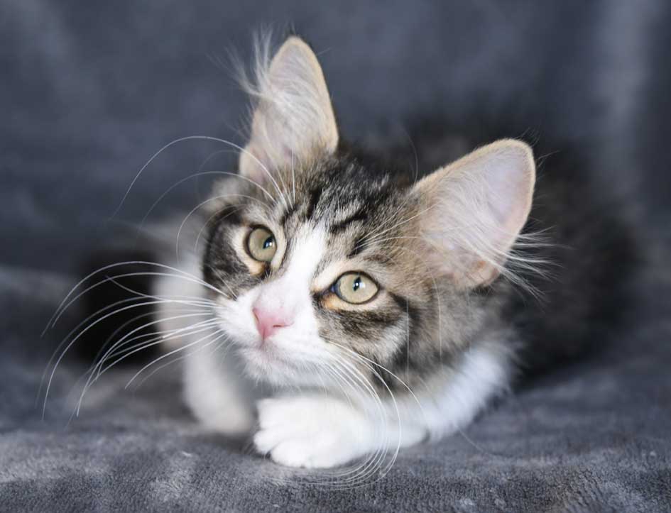 sibirisk kattunge Xosa