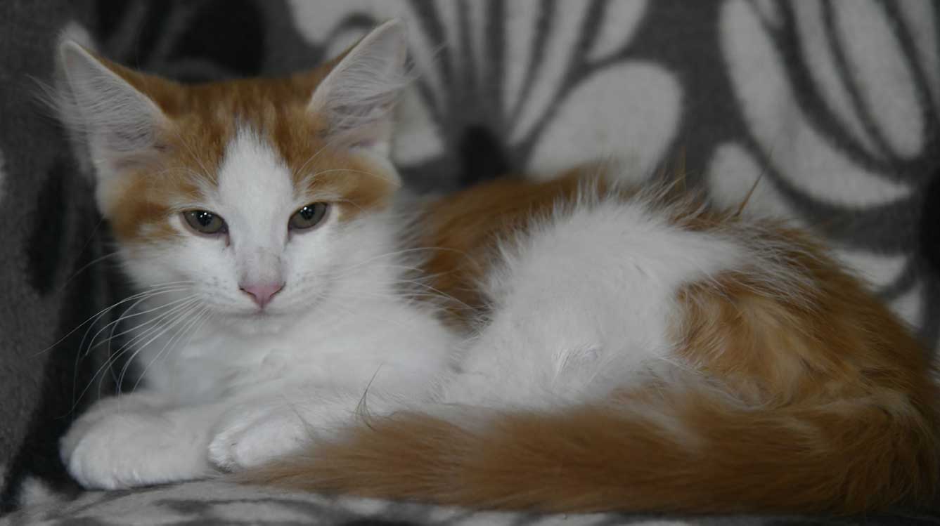 sibirisk kattunge X