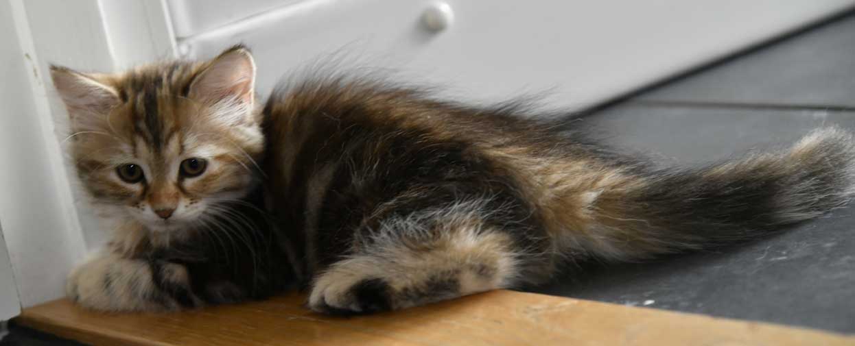 sibirisk kattunge Yanai