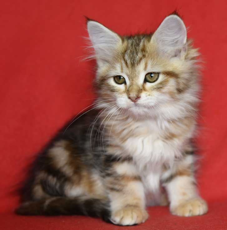 sibirisk katt Yoko