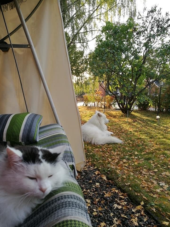 sibirisk katt Junior