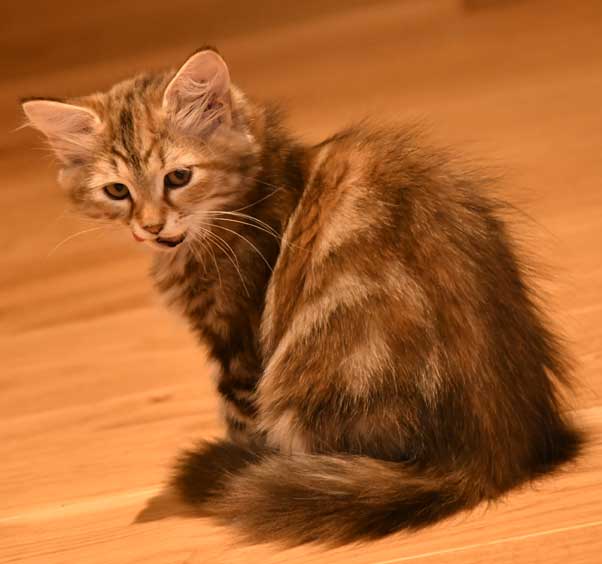 sibirisk kattunge Yanai