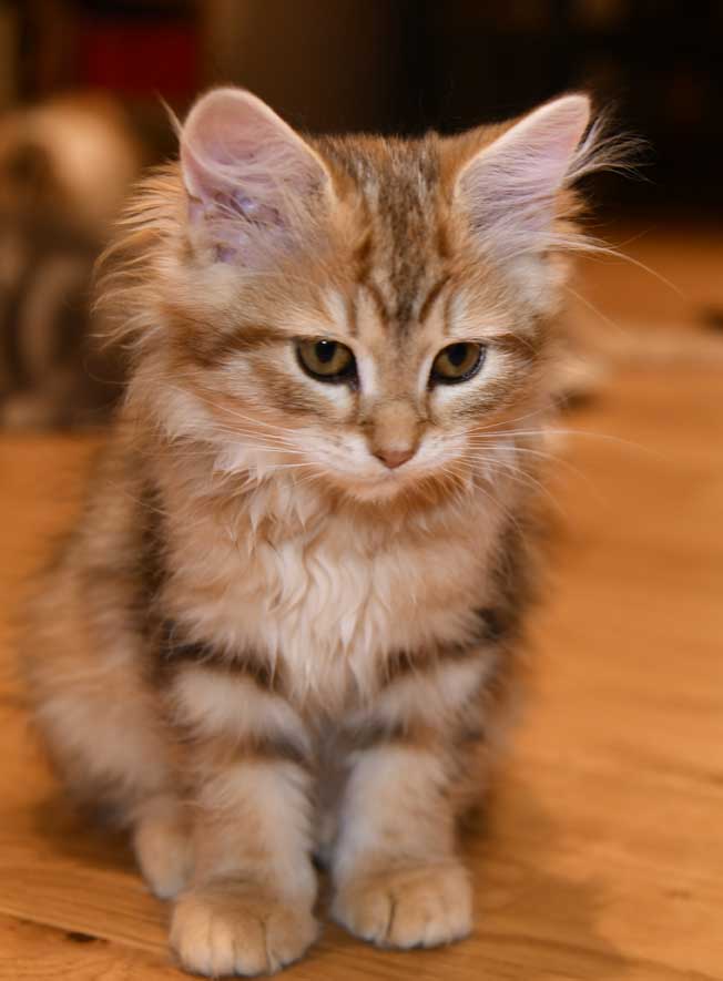 sibirisk kattunge Yoko