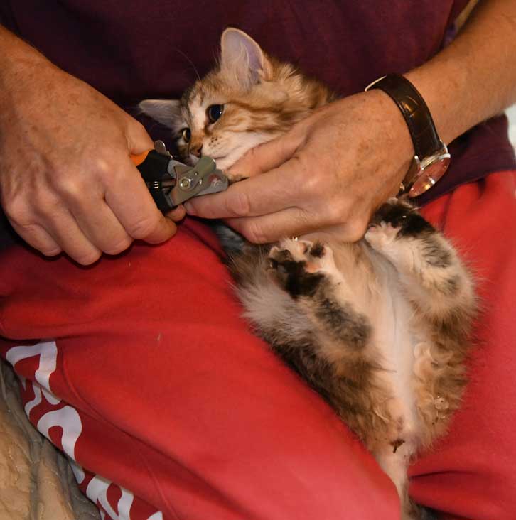 sibirisk kattunge Yanai